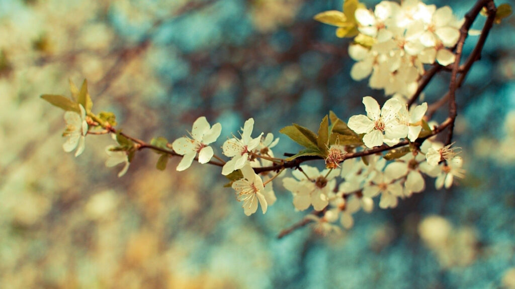 Lee más sobre el artículo 47 Fondos de pantalla de Flores Vintage